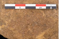Foto (Detailansicht) von Quercus lonchitoides Ettingshausen (NHMW-GEO-2024-0188-10200)